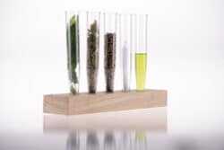 Five element of cannabis in test tubes, leaves, buds, seeds, joint, cannabis distilled oil, with lseeds in focus ,other element are blurred, medical cannabis concept