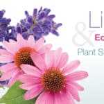 lilac & echinacea plant stem cells