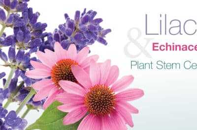 lilac & echinacea plant stem cells